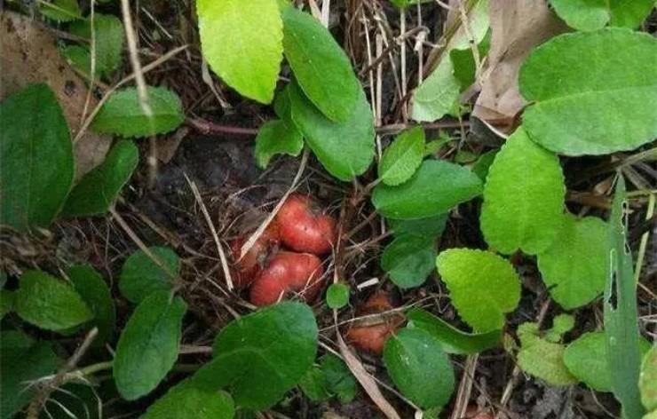 Quả dại đẻ trứng nhung nhúc, vị ngọt như mật ong, hơn nửa triệu/kg mà hái không kịp bán-1