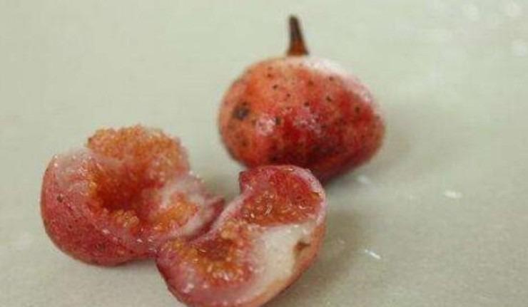 Quả dại đẻ trứng nhung nhúc, vị ngọt như mật ong, hơn nửa triệu/kg mà hái không kịp bán-2