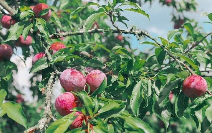 Công dụng của quả mận với sức khỏe, ít người biết-1