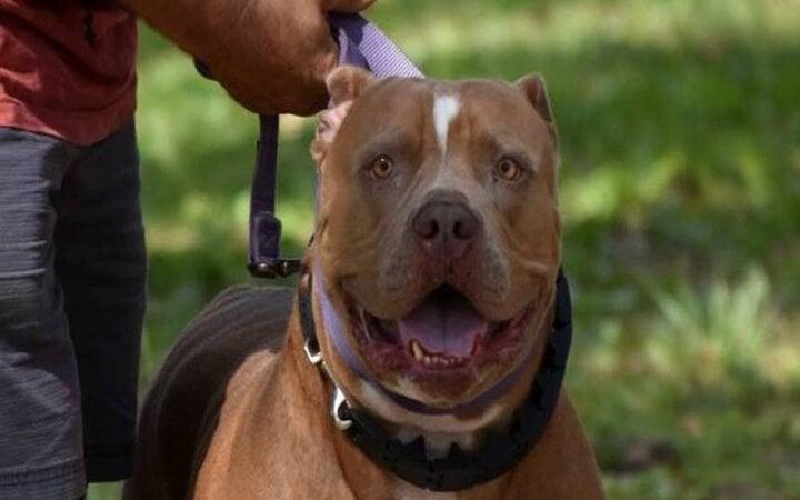 Để chó pitbull chơi cùng trẻ con, người đàn ông hối không kịp-1