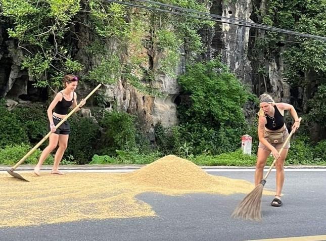 Khách Tây nhiệt tình ‘chạy lúa’ giúp người dân Ninh Bình-1