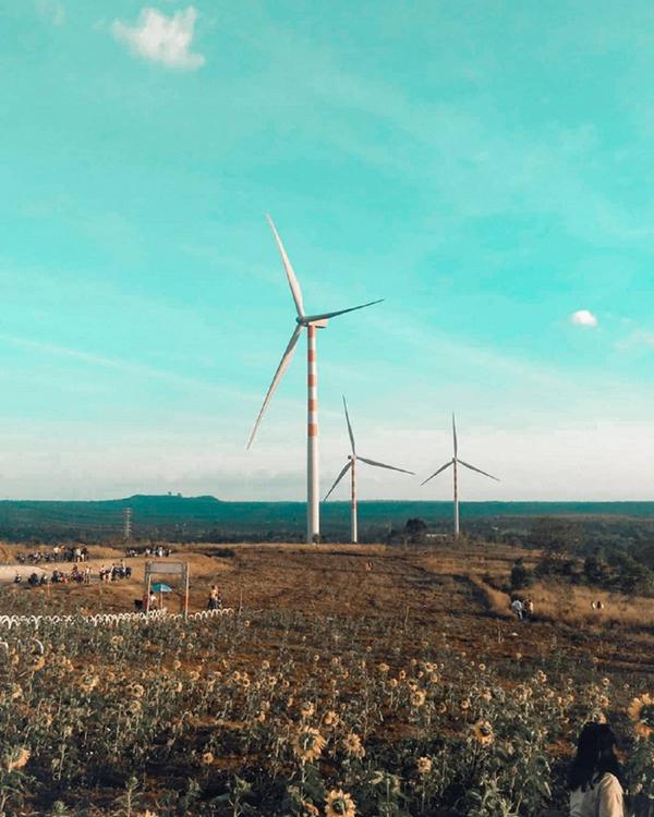 8 cánh đồng quạt gió đẹp nức lòng tại Việt Nam-2