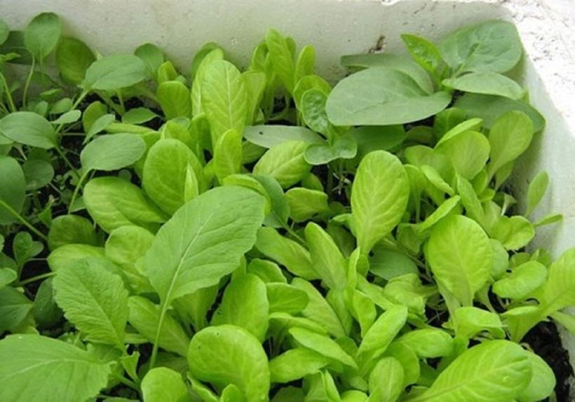 Trồng rau trong thùng xốp có thực sự an toàn?-2