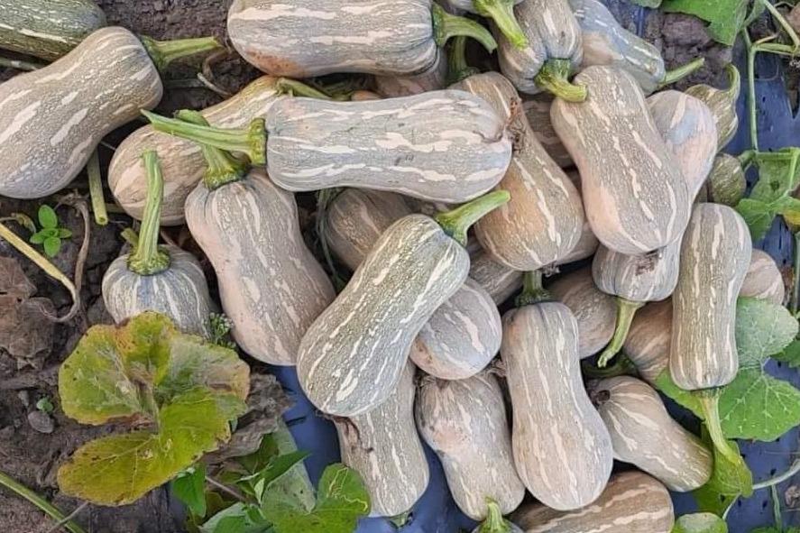 Loại quả đầu bảng về dinh dưỡng giúp phòng ung thư và bệnh tim mạch-1