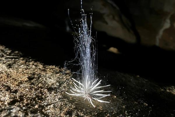 Xuất hiện thủy quái bí ẩn trong hang động ở Phong Nha - Kẻ Bàng-2