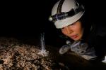 Xuất hiện 'thủy quái' bí ẩn trong hang động ở Phong Nha - Kẻ Bàng