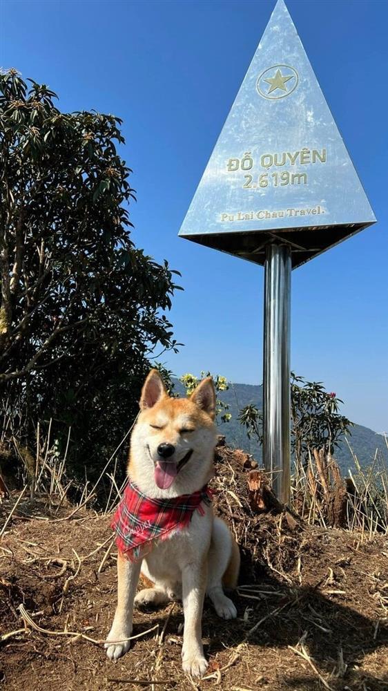 Chú chó thành idol mạng nhờ chinh phục 7 ngọn núi khó trèo ở Việt Nam-1
