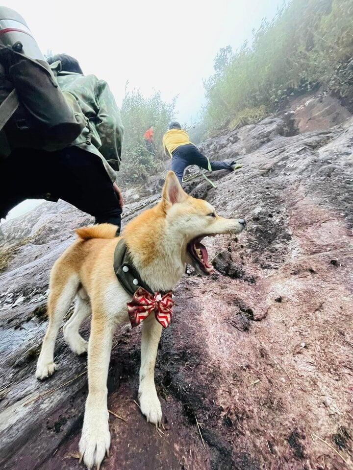 Chú chó thành idol mạng nhờ chinh phục 7 ngọn núi khó trèo ở Việt Nam-3