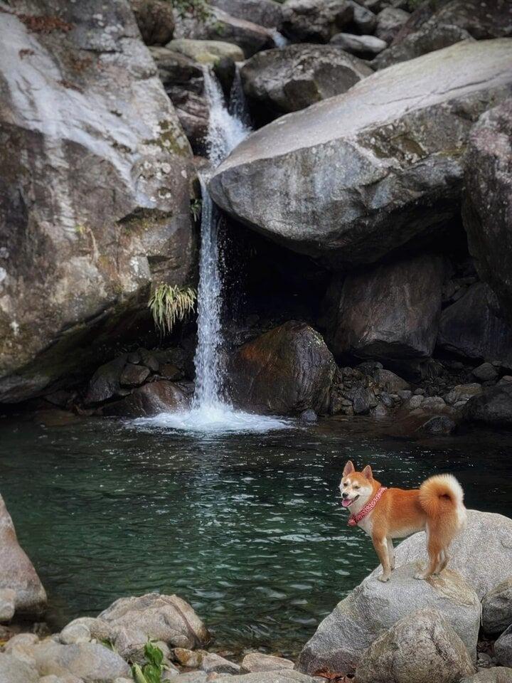 Chú chó thành idol mạng nhờ chinh phục 7 ngọn núi khó trèo ở Việt Nam-4