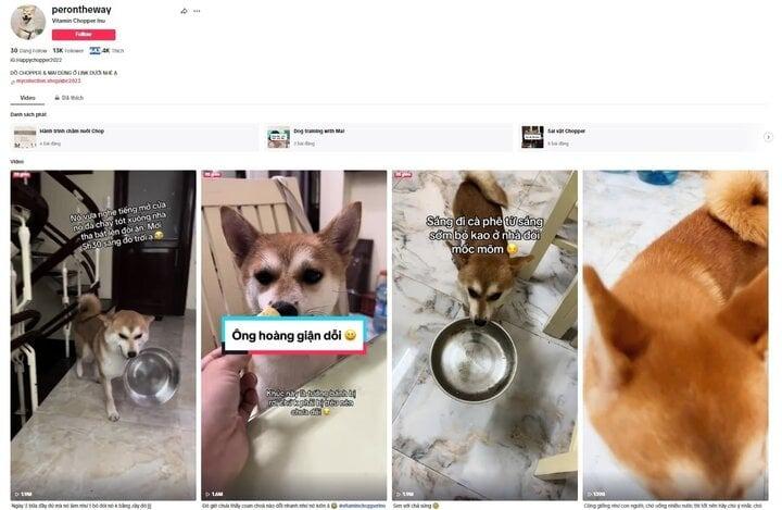 Chú chó thành idol mạng nhờ chinh phục 7 ngọn núi khó trèo ở Việt Nam-7