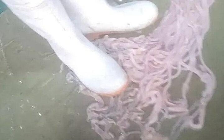 Ghê rợn cảnh làm lòng vịt, ngỗng phục vụ cửa hàng lẩu ở Trung Quốc-1