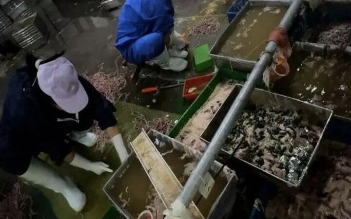 Ghê rợn cảnh làm lòng vịt, ngỗng phục vụ cửa hàng lẩu ở Trung Quốc-3