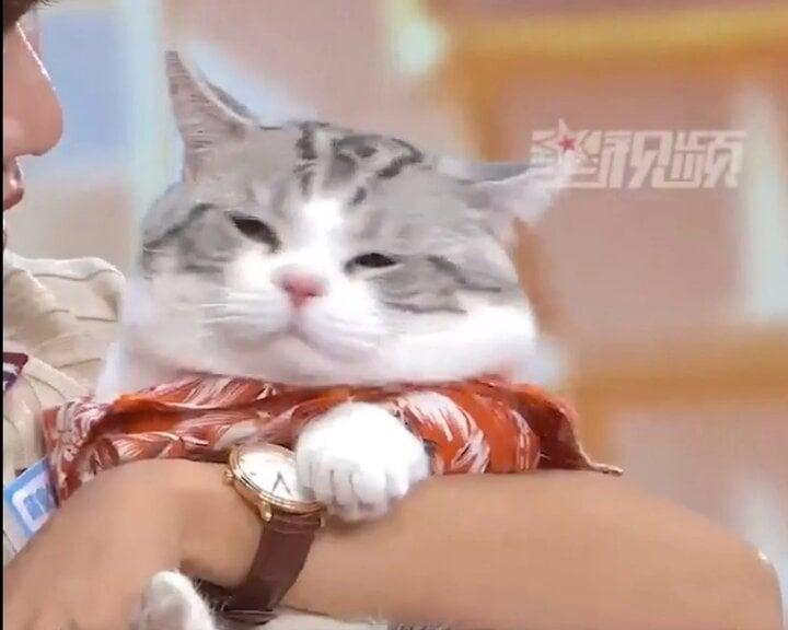 Áp lực kết hôn đè nặng, giới trẻ Trung Quốc làm show mai mối cho cả chó mèo-1