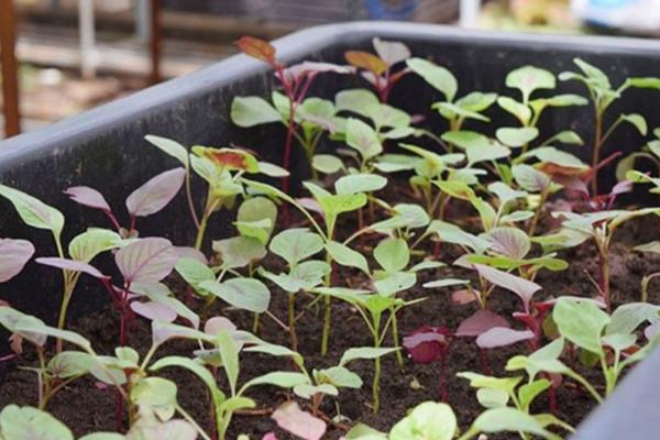 3 loại rau giá rẻ bèo giúp ngăn ngừa ung thư, chống lão hóa: Chỉ cần cắm cành vào chậu là có ăn mỗi ngày-6