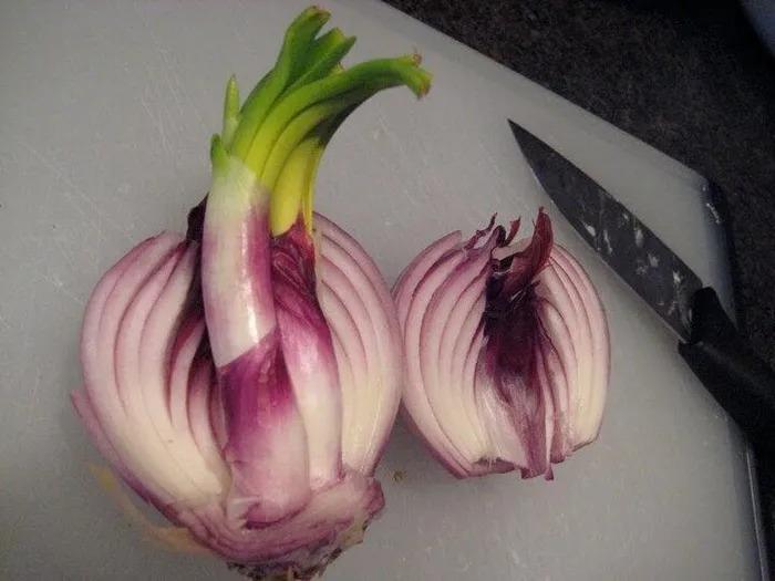 Hành khô mọc mầm có ăn được không?-2