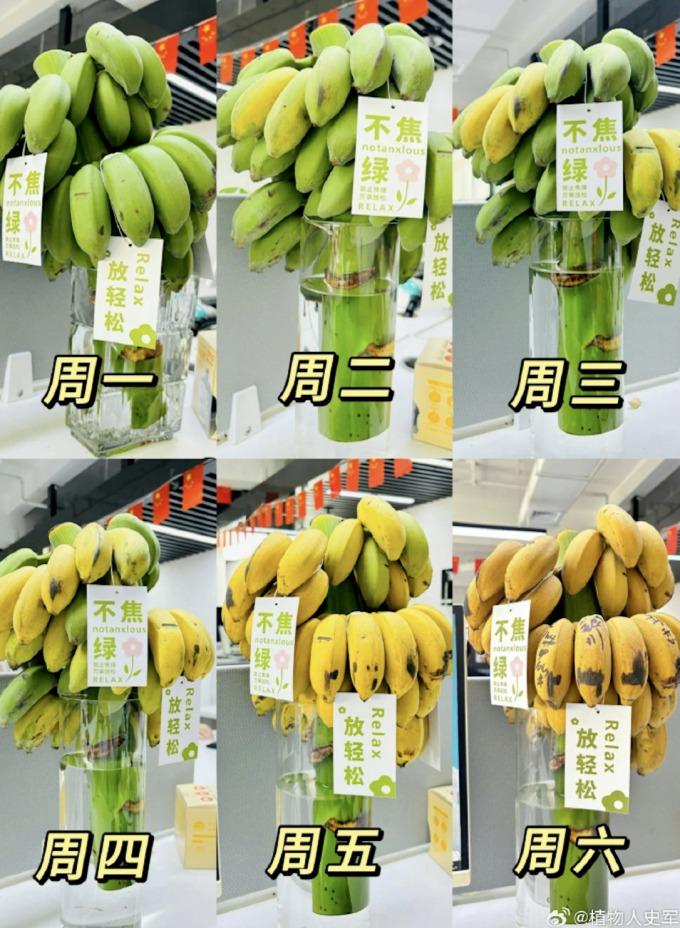 Chàng trai bỏ việc, kiếm 7 tỷ đồng/tháng nhờ bán chuối xanh chữa lành-1