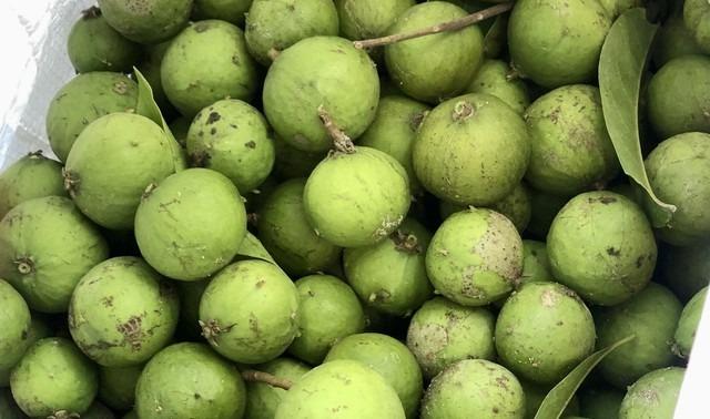 Ngâm nước sấu giải nhiệt ngày hè không khó, nhưng chỉ quên bước này nước sấu dễ nổi váng-1