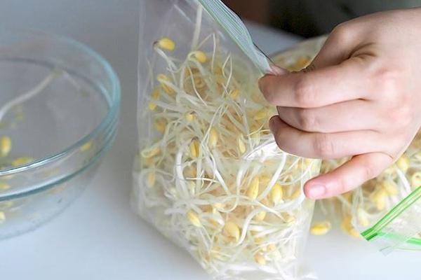 Cách đơn giản phân biệt giá đỗ sạch và giá đỗ ủ hóa chất-2