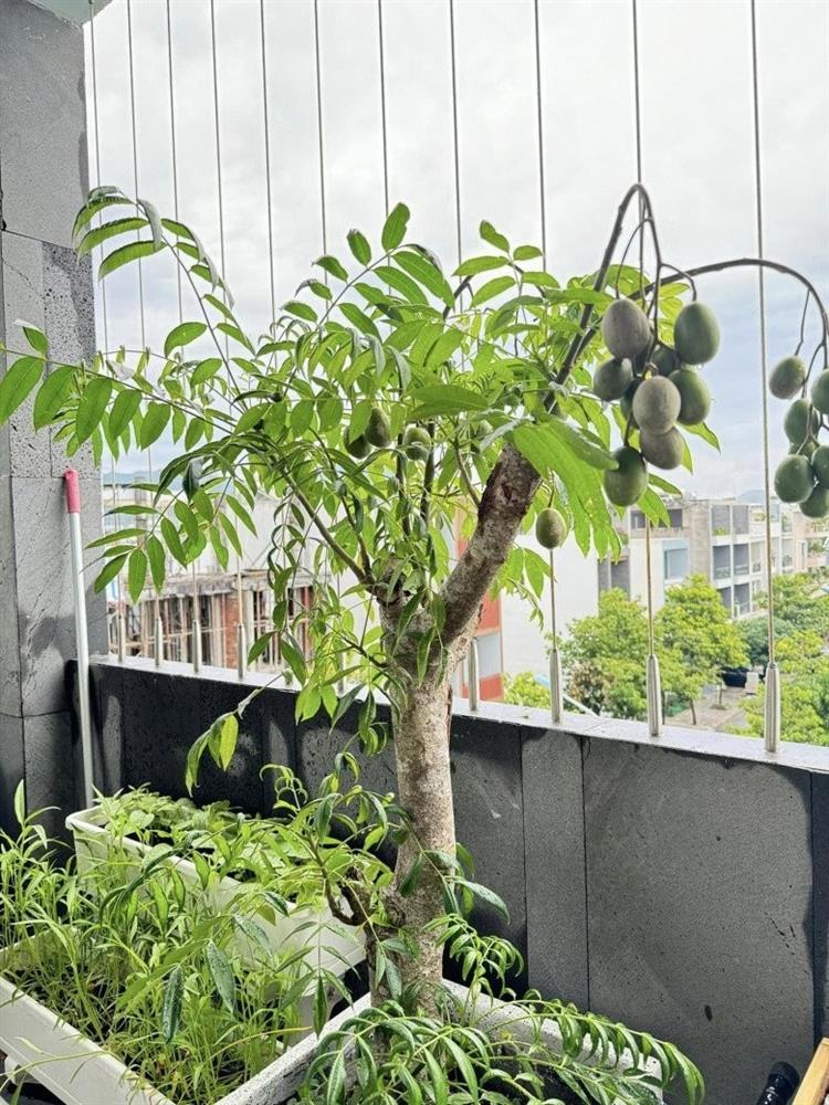 Vợ Phan Mạnh Quỳnh hé lộ điểm đặc biệt trong căn biệt thự biển Nha Trang, chia sẻ kinh nghiệm trồng cây trên sân thượng-11