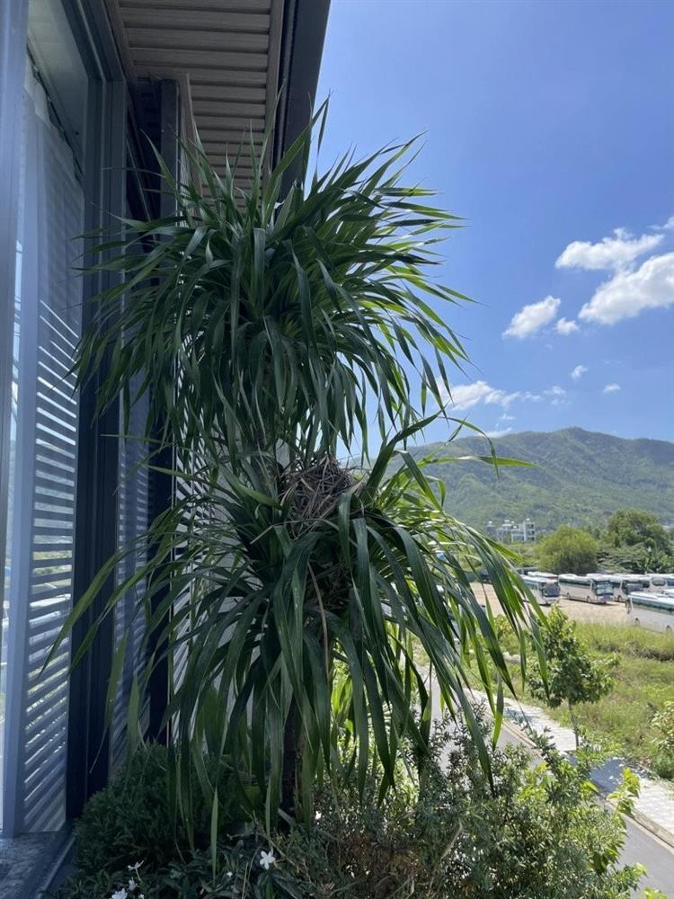 Vợ Phan Mạnh Quỳnh hé lộ điểm đặc biệt trong căn biệt thự biển Nha Trang, chia sẻ kinh nghiệm trồng cây trên sân thượng-9