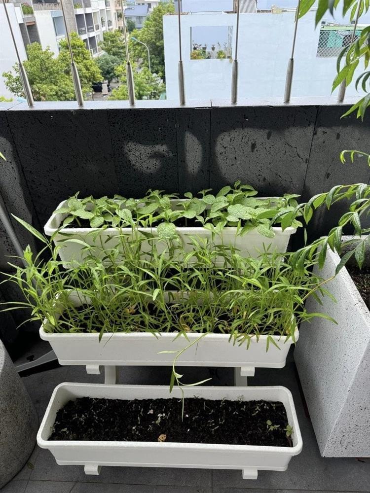 Vợ Phan Mạnh Quỳnh hé lộ điểm đặc biệt trong căn biệt thự biển Nha Trang, chia sẻ kinh nghiệm trồng cây trên sân thượng-10