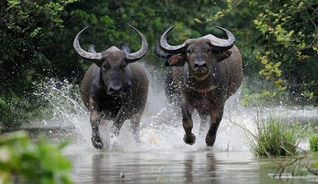 5 con giáp nam kết hôn muộn nhưng lại có sự nghiệp vững chắc-1