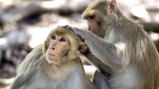 5 con giáp nam kết hôn muộn nhưng lại có sự nghiệp vững chắc-5