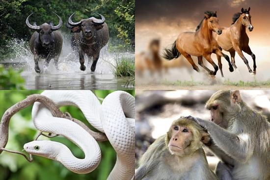 5 con giáp nam kết hôn muộn nhưng lại có sự nghiệp vững chắc