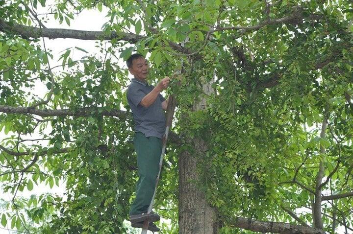 Kỳ lạ kiếm cả tỷ đồng mỗi năm nhờ hái loại lá sống bám trên cây gạo-2