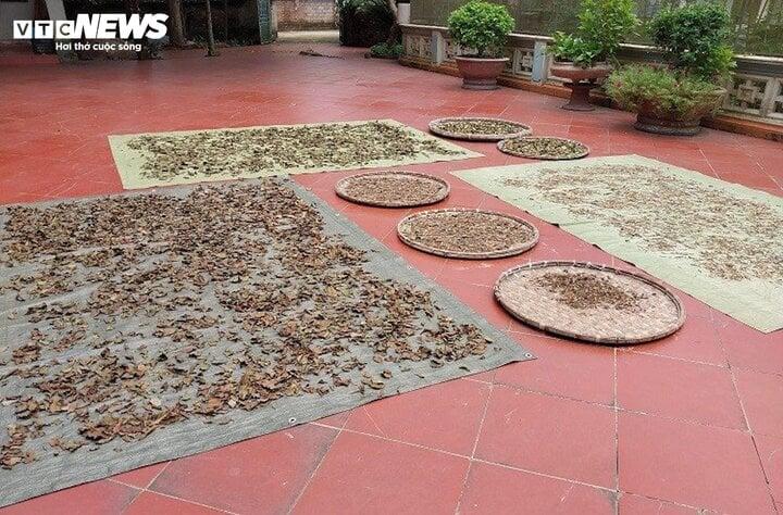 Kỳ lạ kiếm cả tỷ đồng mỗi năm nhờ hái loại lá sống bám trên cây gạo-3