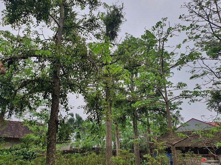 Kỳ lạ kiếm cả tỷ đồng mỗi năm nhờ hái loại lá sống bám trên cây gạo-4