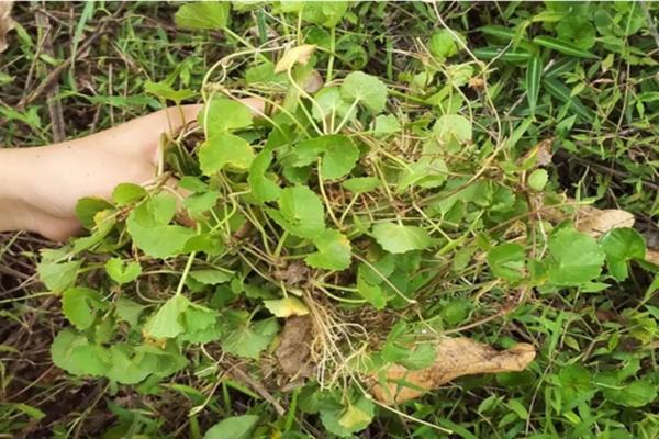 Điều gì xảy ra khi bạn uống nước rau má?-1