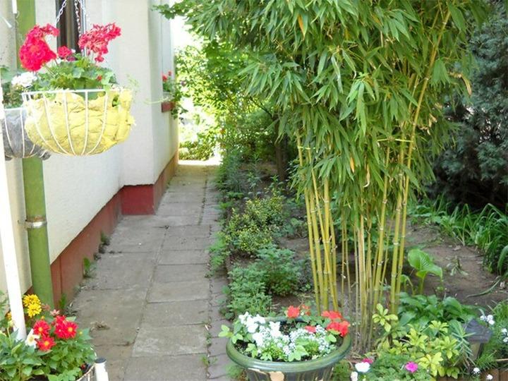 Trồng tre, trúc trước nhà có thật sự tốt? Chuyên gia phong thủy lí giải ai cũng giật mình-1