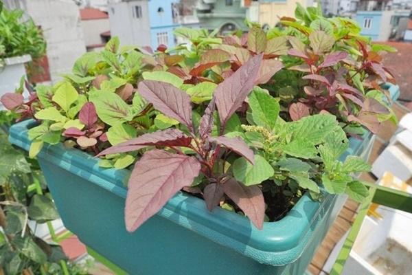 Rau dền đỏ hay rau dền xanh ngon hơn?-4