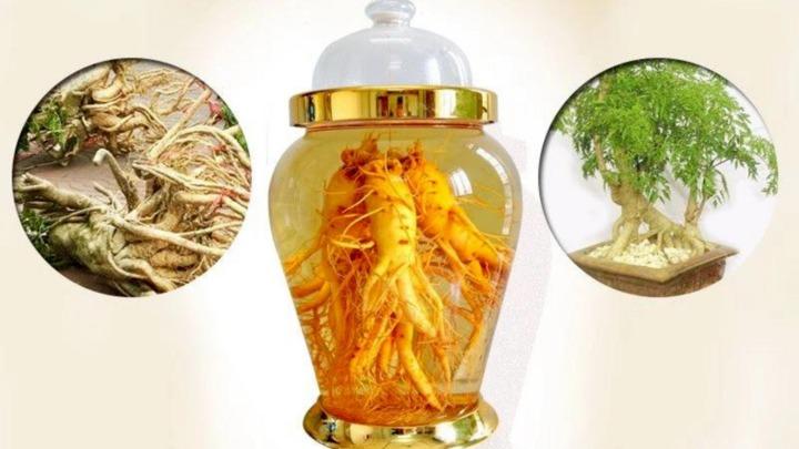 Cách ủ rượu đinh lăng-1