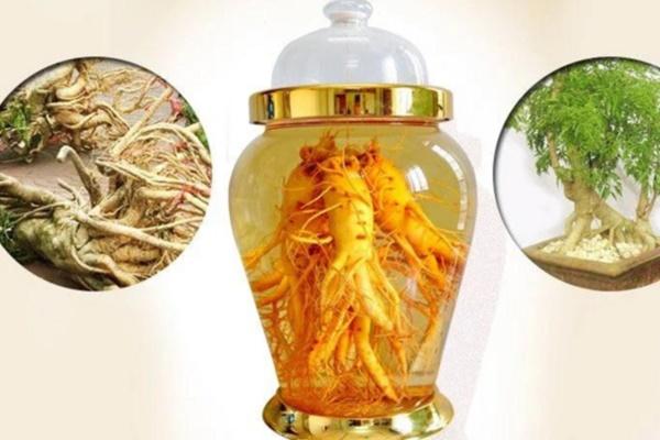 Có nên uống nước lá đinh lăng thường xuyên?-2