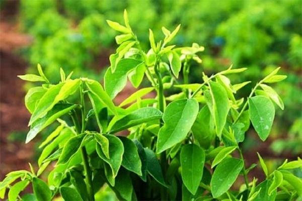 Rau ngót tốt nhưng đại kỵ với người nào?-1