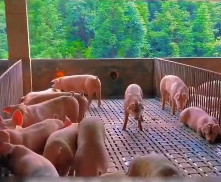 Cuộc sống quý tộc của hơn 1 triệu con lợn trong 2 tòa nhà 26 tầng ở Trung Quốc-2