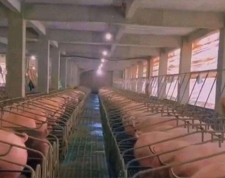 Cuộc sống quý tộc của hơn 1 triệu con lợn trong 2 tòa nhà 26 tầng ở Trung Quốc-3