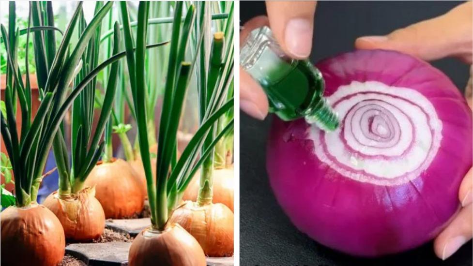Nhỏ vài giọt dầu gió lên hành tây: Tưởng ngược đời nhưng lợi ích tuyệt vời, không phải ai cũng dám thử-1