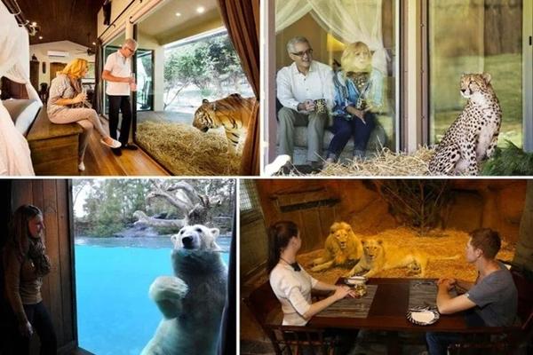 Kỳ lạ dịch vụ ở chung với hổ, báo, sư tử-1