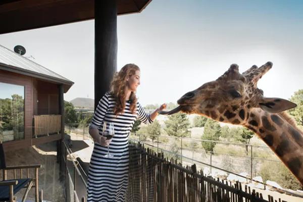 Xông vào chuồng sư tử để gây ấn tượng với hôn thê, người đàn ông nhận kết đắng-2