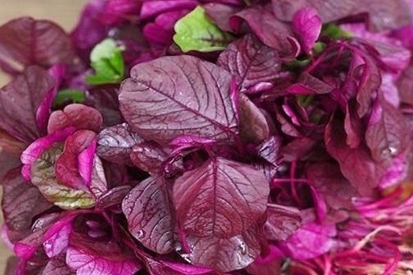 Rau dền đỏ hay rau dền xanh ngon hơn?-3