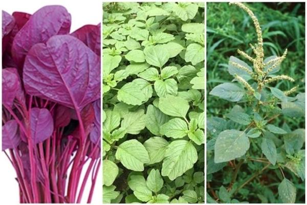 Rau dền đỏ hay rau dền xanh ngon hơn?-1