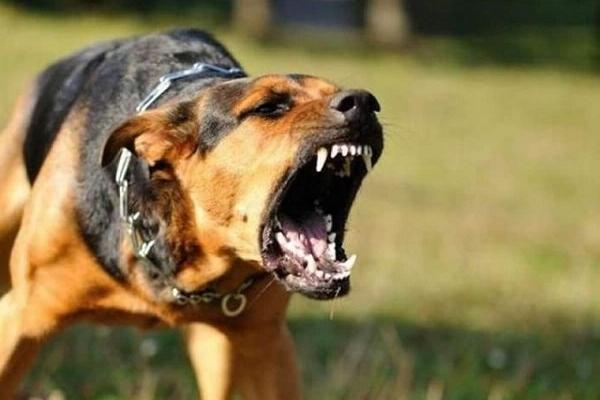 Một con chó dại cắn liên tiếp 3 người ở Hà Nội-1