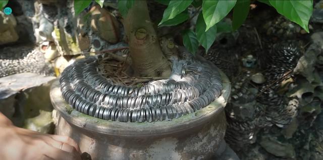 Dị nhân Vĩnh Phúc bất ngờ ra đi để lại gia tài cho vợ, có người trả 5 tỷ vẫn lắc đầu-6