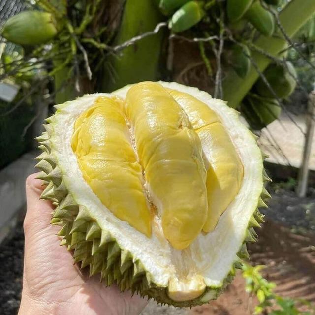 Sầu riêng bị sượng đừng vội vứt, làm theo cách này sượng mấy cũng béo ngậy, mềm tan-1