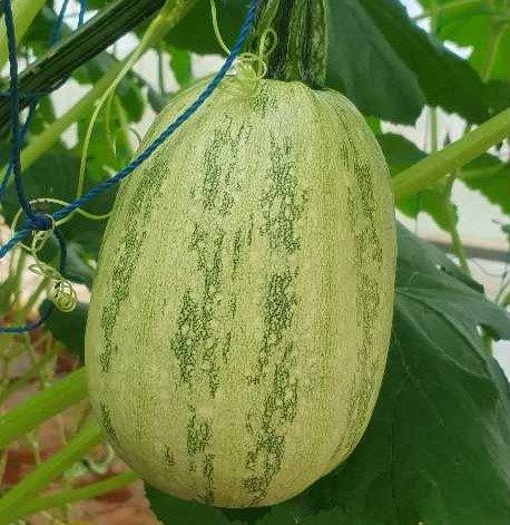 Có một loại bí trồng ở nước ta, giá gần trăm nghìn đồng/kg vẫn đắt hàng-2