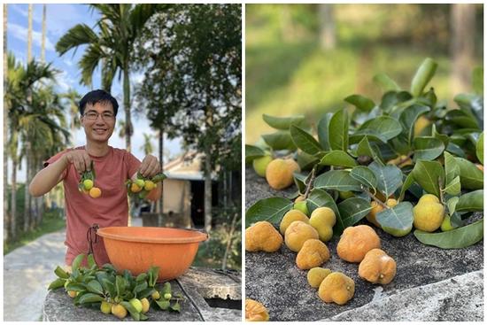 Loại quả xưa không ai bán, nay thành đặc sản giá 50.000 đồng/kg