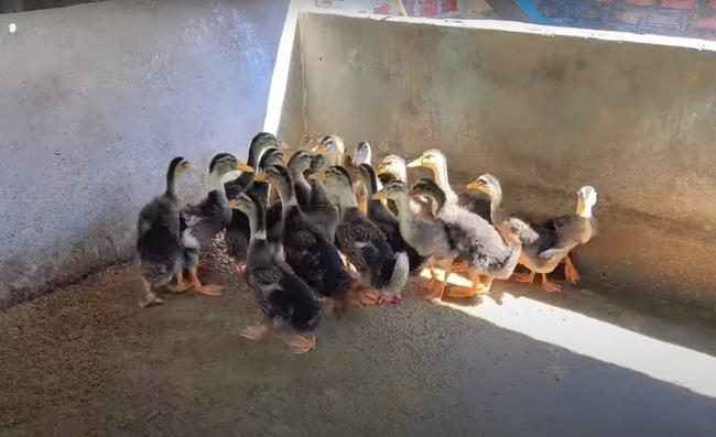 Ca sĩ Siu Black 11 năm chưa trả hết nợ, hiện sống trong căn nhà có những gì?-9